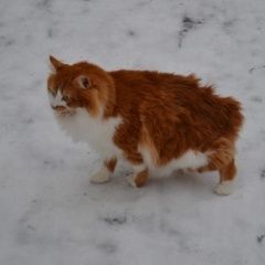 Фото: пропала кошка «Пропала кошка Курган» в г. Курган